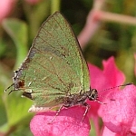 Clench's Greenstreak