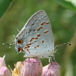 Clytie8-17-07FHA12.jpg