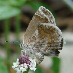 Lantana4-3-07FH26v.jpg