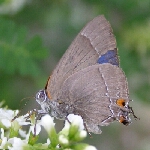 Rekoa10-05-06FH60.jpg