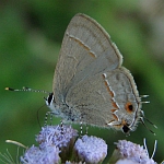 Lantana4-3-07FH26v.jpg