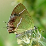 Silver-banded10-7-07FSP94.jpg