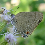 Strophius10-18-07FH21.jpg